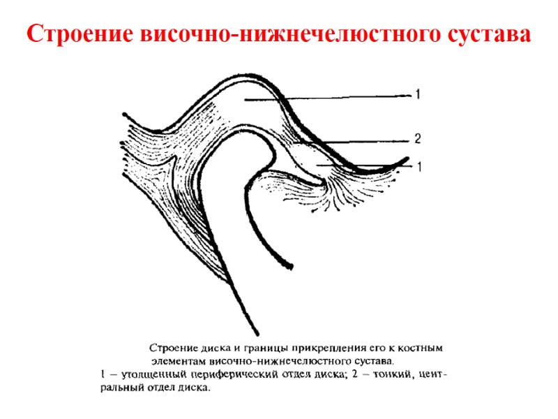 Строение височно-нижнечелюстного сустава